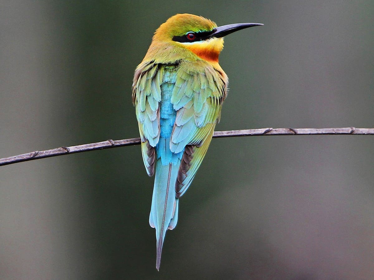 Blue-tailed Bee-eater